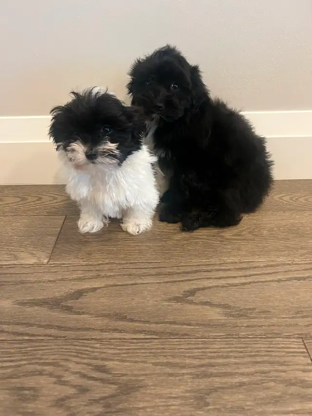 Puppies looking for their furever home! in Dogs & Puppies for Rehoming in Oakville / Halton Region - Image 4