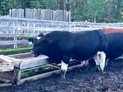 Purebred Black Simmental Bull, View more