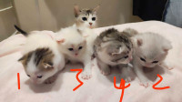 kittens for sell