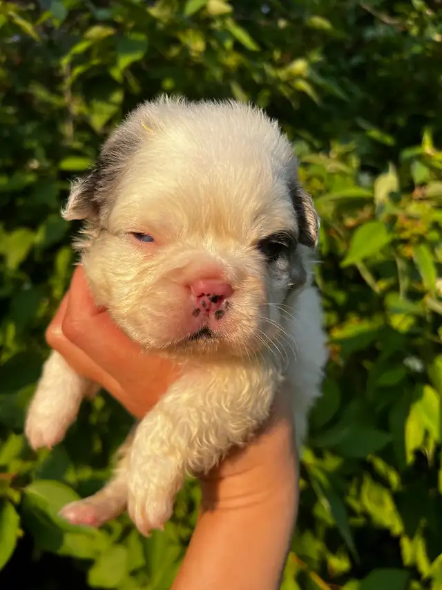 French bulldog in Dogs & Puppies for Rehoming in Winnipeg - Image 8