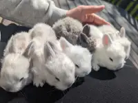 Satin Angora baby rabbits