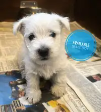 Westies available 
