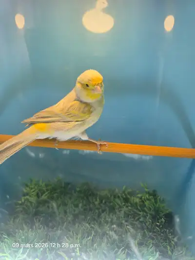 Male canari mutation Satiné yeux rouges, View more