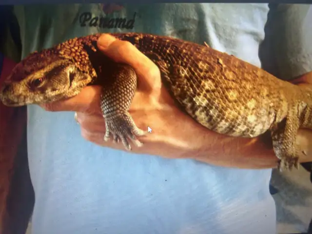 COOL NILE, MANGROVE AND SAVANNAH MONITORS in Reptiles & Amphibians for Rehoming in North Bay - Image 8