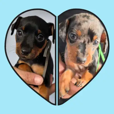 miniature pinscher puppies, View more