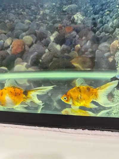30 Gallon Fish Tank / Aquarium Complete Setup, View more