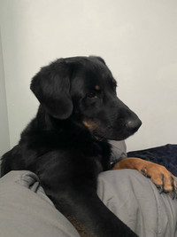 Rottweiller Mix- Needs rehoming. All living needs included