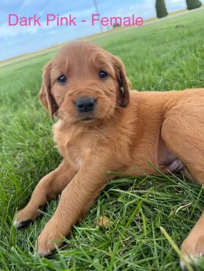Red Golden retriever puppies for sale , View more