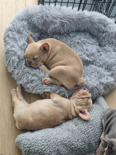 CKC French Bulldog Puppies, View more