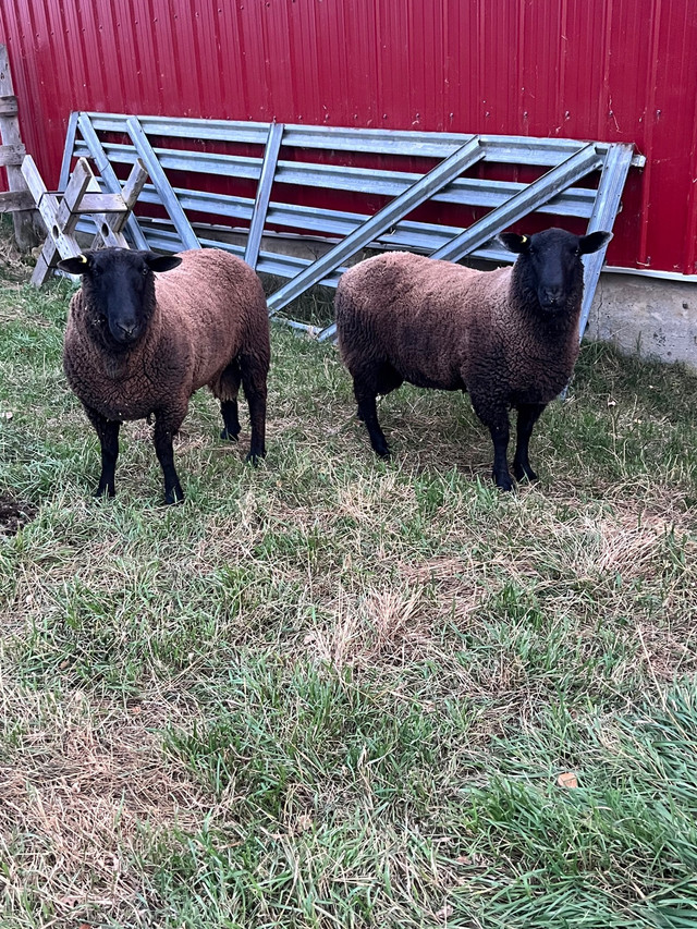 Black Suffolk Ram in Livestock in Edmonton