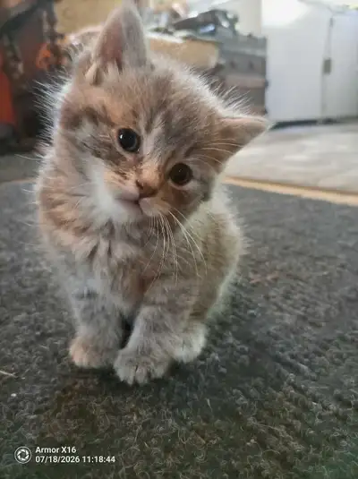 Tabby Kittens!!! 3 left!!!!, View more