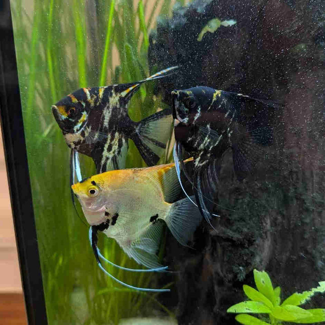 Angel Fish (3) in Fish for Rehoming in Oshawa / Durham Region