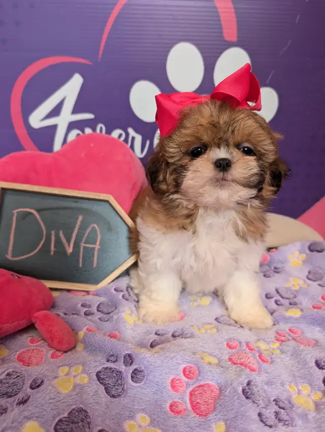 Shih-tzu pure puppies June 29**HYPOALLERGENIC in Dogs & Puppies for Rehoming in West Island - Image 3