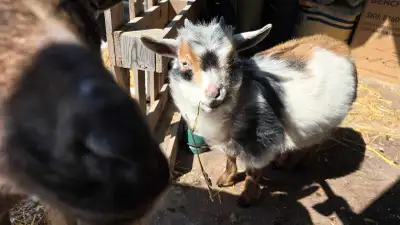 Nigerian Dwarf Buckling , View more