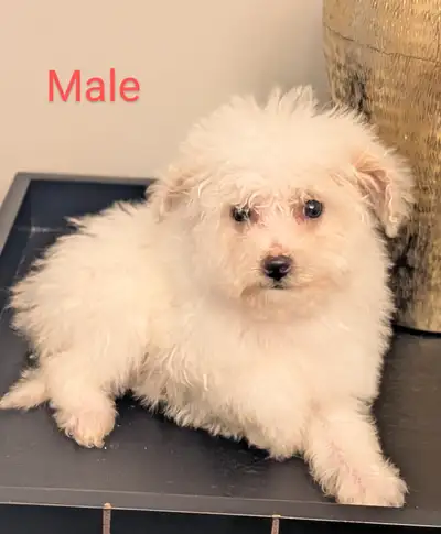 Introducing adorable hypoallergenic bishonpoo puppies that are ready for rehoming. Their mother is a...