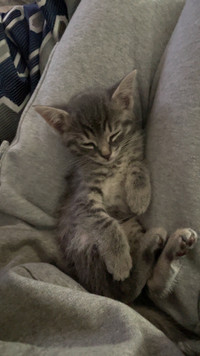 Grey tabby x siberian kitten