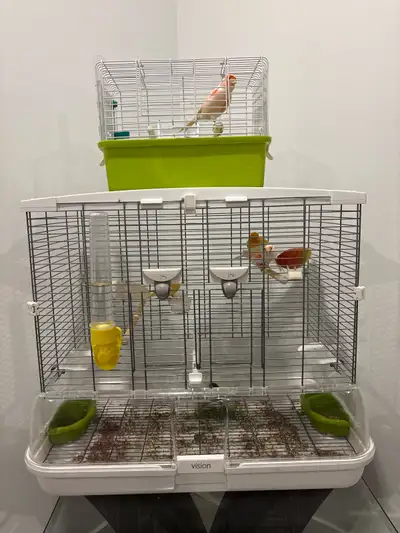 vends couple canaris, leurs deux petits et cages, View more