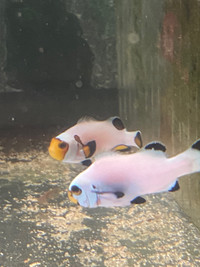 Whoyming white and white mocha shoulder clownfish pair for sale