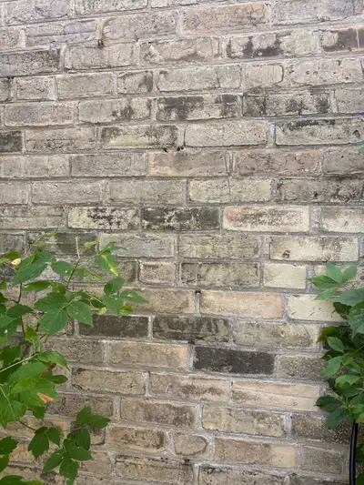 Yellow brick ( used) ... lots, View more