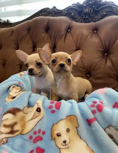 Chiots Chihuahua, View more