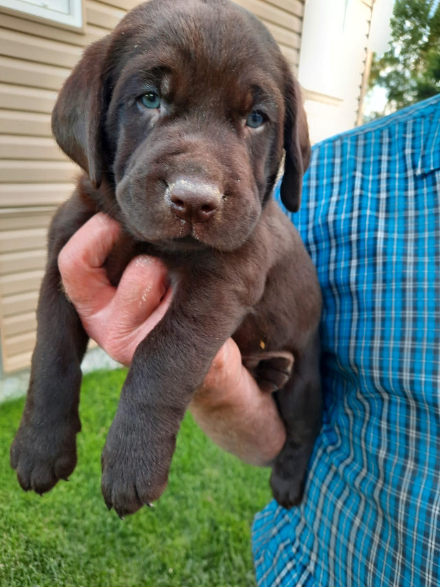 Chocolate Lab Puppies Dogs & Puppies for Rehoming Calgary Kijiji