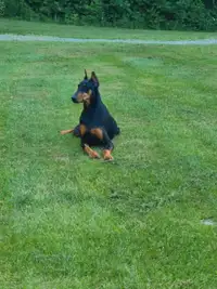 Looking for a female doberman to add to our family