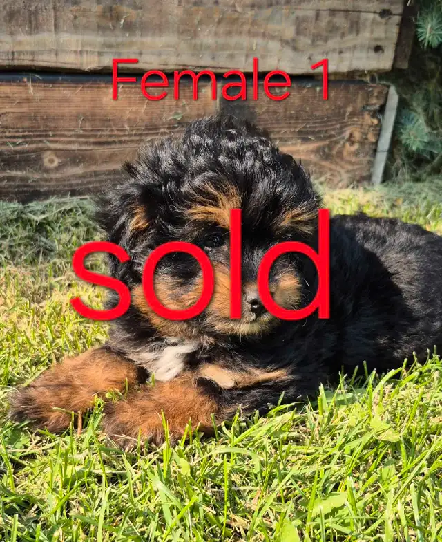Aussiedoodle F1 toy in Dogs & Puppies for Rehoming in Winnipeg - Image 4