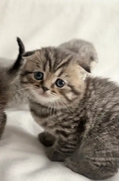 Purebred Scottish Fold Kittens, View more