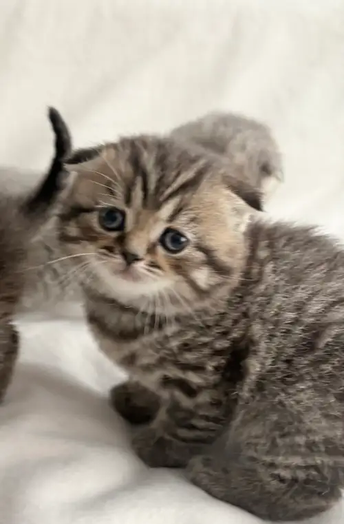 Purebred Scottish fold kittens. Date of birth - April 22. Mother - Scottish Longhair Blue Point Stra...