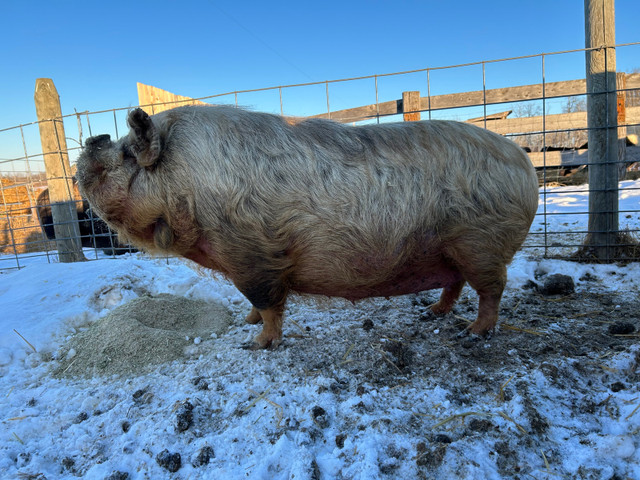 Kunekune pigs in Livestock in Saskatoon - Image 2