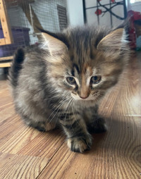 Main coon kittens purebred not registered 