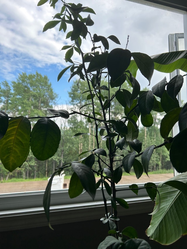 ISO Advanced Gardner for Tropical food plants GRANDE CACHE Plants