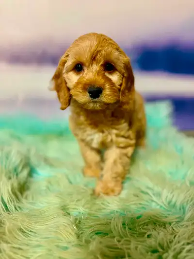 Cockapoo Puppies, View more