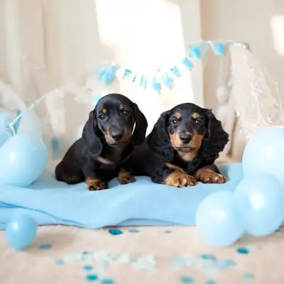 Mini Dachshund Puppies – Ready to go now, View more