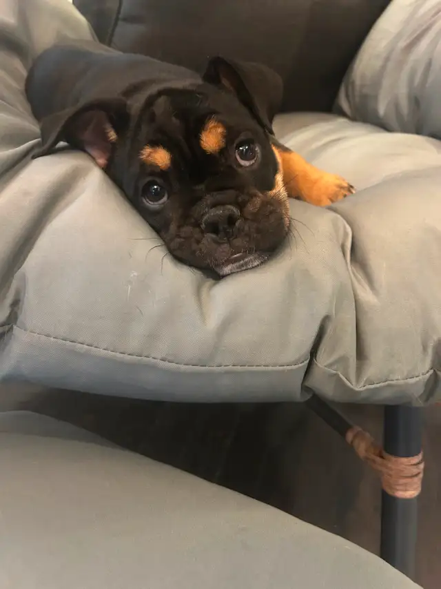 Beautiful micro English bulldog in Dogs & Puppies for Rehoming in Mississauga / Peel Region - Image 3