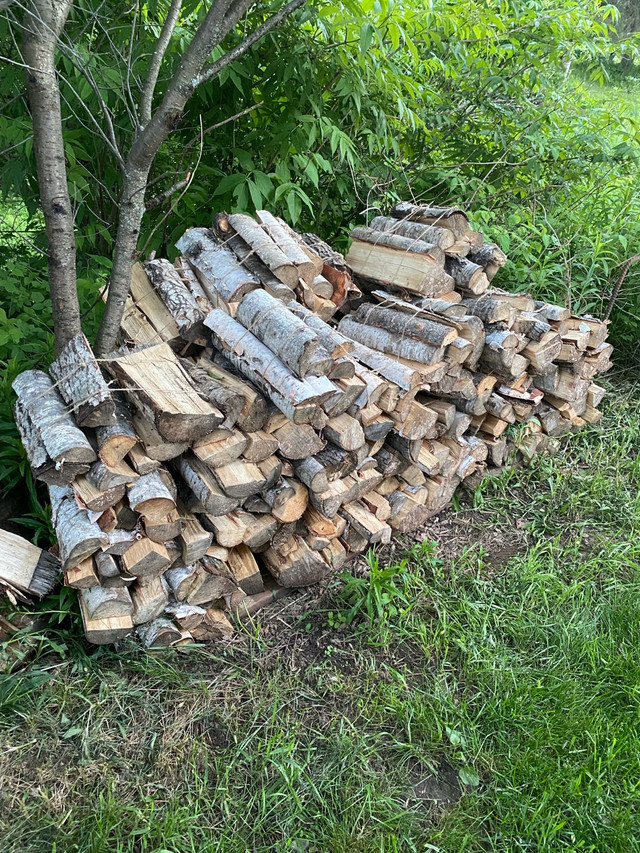 Firewood dans Autre  à Thunder Bay - Image 2
