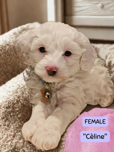 Teddy Bear Toy Poodles, View more