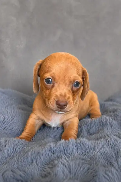 Red Dapple Female Miniature Dachshund, View more