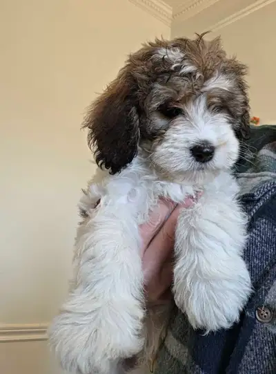 English springer spaniel x Moyen poodle puppy, View more