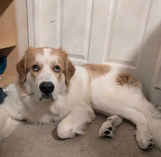 READY TO GO — Unique Mix Puppies. Only 2 boys available in Dogs & Puppies for Rehoming in Winnipeg - Image 9