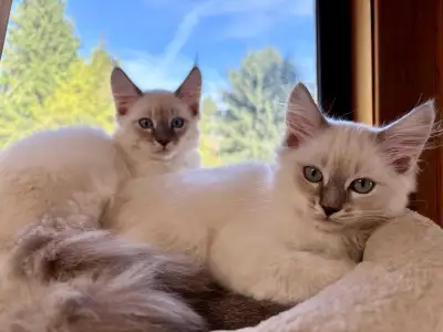 Siberian x Siamese kittens , View more