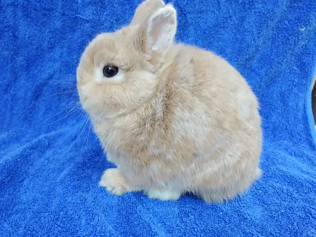 EXTRAORDINARY BABY BLUE-EYED WHITE NETHERLAND DWARF BUNNY RABBIT in Small Animals for Rehoming in City of Toronto - Image 9
