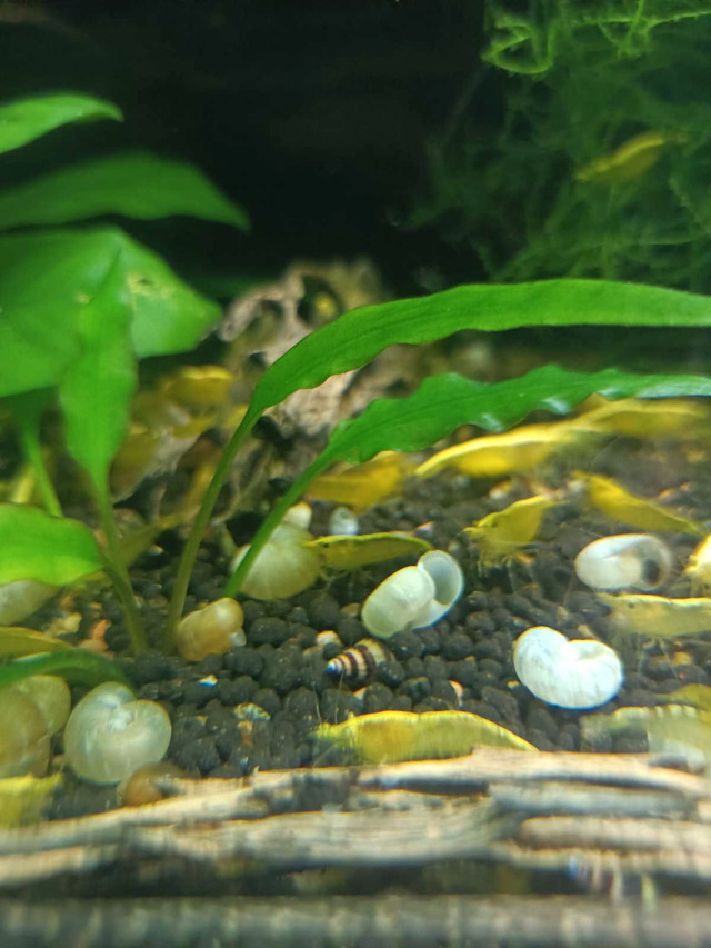 Assassin snails  in Fish for Rehoming in Peterborough - Image 2