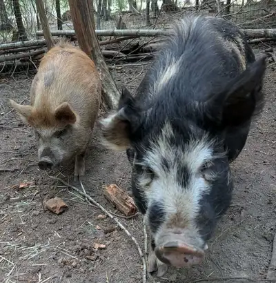 Kunekune pigs, View more