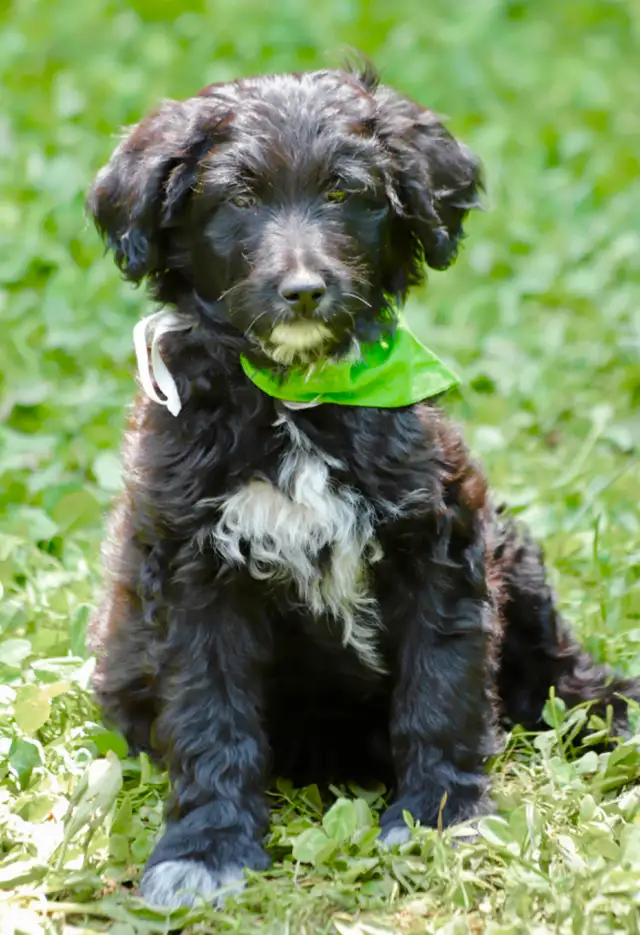 6  RARES DOODLES, BORDOODLES,  BORDOODLES   CHIOTS - PUPPIES in Dogs & Puppies for Rehoming in Laurentides - Image 5