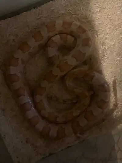 corn snake, View more