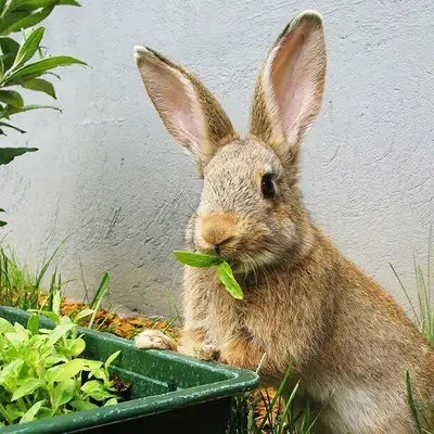 Chinchillas, Rabbits, Ferrets, Bunnies, Gerbils, Hamsters, Guinea Pigs, AND Fancy Mice & Fancy Rats...