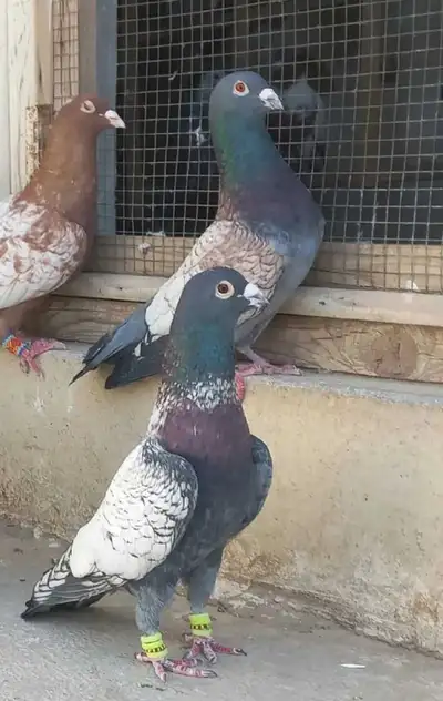 wanted pigeon , View more