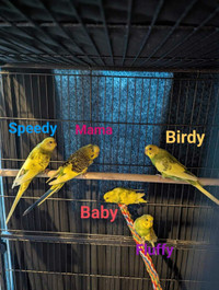 Peruche/ Budgie