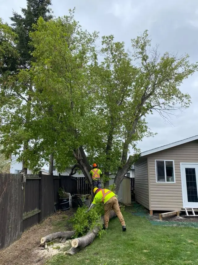 Professional Tree Removal & Pruning – Edmonton & Area